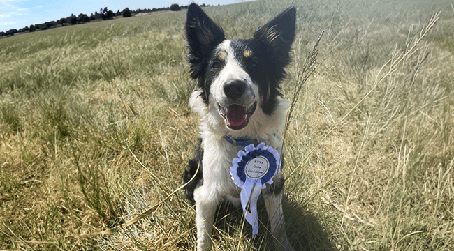 Protected: Raising the bar for responsible pet parenting in South Africa