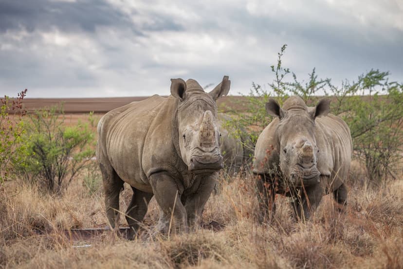 Ezemvelo says war on rhinos continues, supports regulated trade to curb poaching