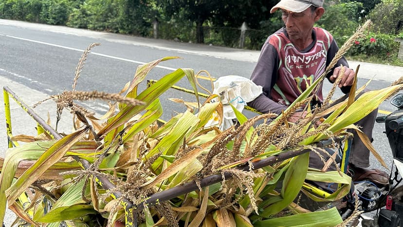 Cagayan Valley Farms Grapple with Early Dry Spell