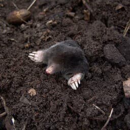Harsh Winter Conditions Lead to Increased Mole Activity