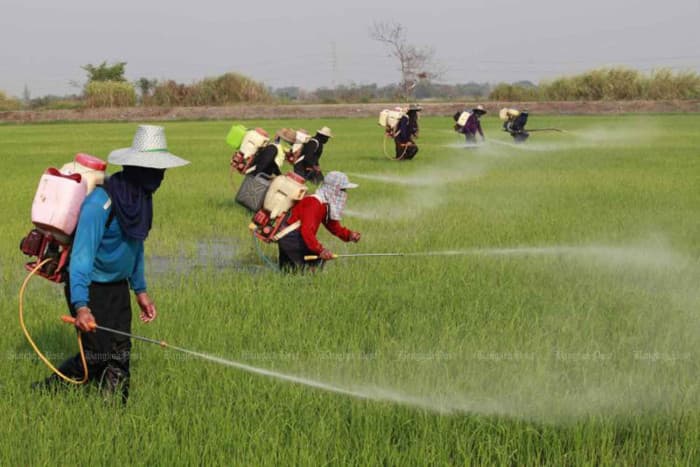 Fertiliser Prices Rise in Thailand Amid Middle East Tensions