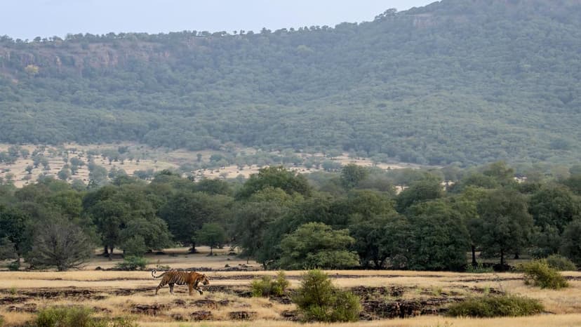 Environment Ministry Endorses Expert Committee to Define Aravalli Hills