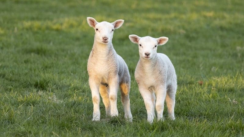 Investigation Launched After 13 Lambs Found With Broken Necks in Co Down